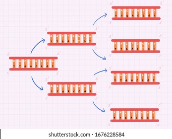 Types Of Mutation Of Human's Gene In Colour. It Call Point Mutation.