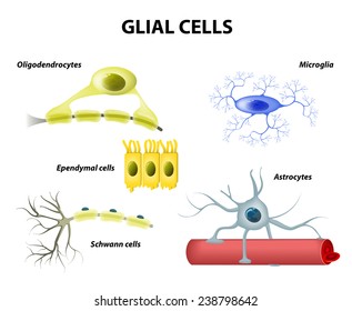 Types of neuroglia. Classification of glial cells: microglia, astrocytes, oligodendrocytes and Schwann cells, Ependymal cells