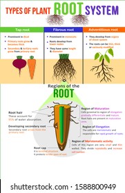 Types Of Plant Root System Design