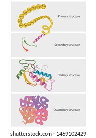 Types of Protein Structure. Proteins are biological polymers composed of amino acids.