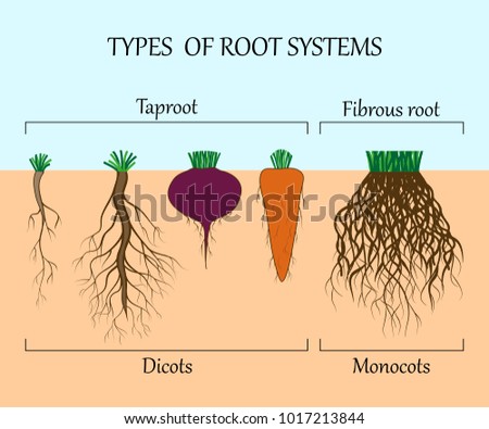 Types Root Systems Plants Monosots Dicots Stock Illustration 1017213844 ...