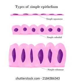 Types Simple Epithelium Illustration Types Simple Stock Illustration ...