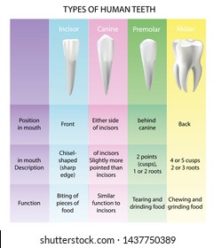 Incisors Images, Stock Photos & Vectors | Shutterstock