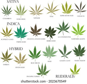 2,652 Types cannabis Images, Stock Photos & Vectors | Shutterstock