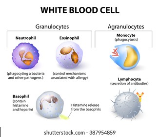 Types of white blood cells. Infographics. leukocytes or leucocytes