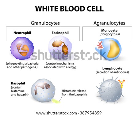 Types White Blood Cells Infographics Leukocytes Stock Ilustrace Shutterstock