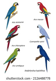 1,046 Types of parrots Images, Stock Photos & Vectors | Shutterstock