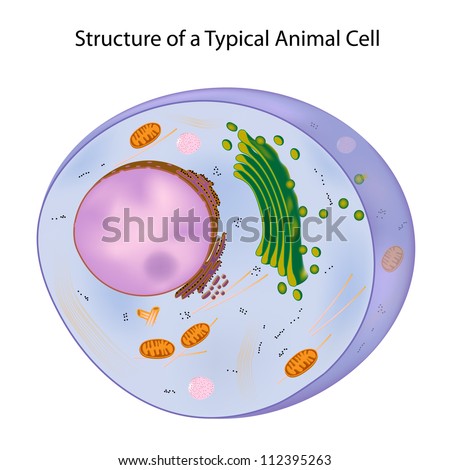 Typical Animal Cell Stock Illustration 112395263 - Shutterstock