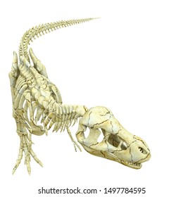 Tyrannosaur Skeleton White Background 3d Illustration Stock 