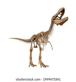 Tyrannosaurus Skeleton Calling Others White Background Stock ...