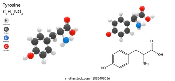 Tyrosine (molecular formula: C9H11NO3) is an essential amino acid that readily passes the blood-brain barrier. 3D illustration. Isolated on white background.