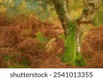 UK autumn fall digital oil painting of woodland trees at Brocton Coppice, Cannock Chase, Staffordshire, England, UK a designated area of outstanding natural beauty.