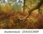 UK autumn fall digital oil painting of woodland trees at Brocton Coppice, Cannock Chase, Staffordshire, England, UK a designated area of outstanding natural beauty.