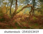 UK autumn fall digital oil painting of woodland trees at Brocton Coppice, Cannock Chase, Staffordshire, England, UK a designated area of outstanding natural beauty.