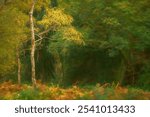 UK autumn fall digital oil painting of woodland trees at Brocton Coppice, Cannock Chase, Staffordshire, England, UK a designated area of outstanding natural beauty.