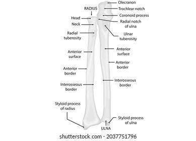 Ulna And Radius, Anterior View, Human Anatomy