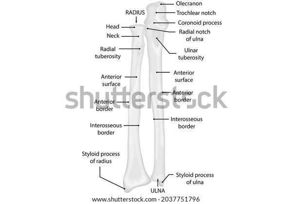 Ulna Radius Anterior View Human Anatomy Stock Illustration 2037751796 ...