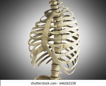 Uman Skeleton Ribs With Vertebral Column Anatomy Anterior View 3D Render On Grey