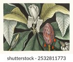 Umbrella Tree (Magnolia) (1754) by Mark Catesby (1683-1749). Flower illustration. Vintage floral botanical art drawing illustration, old painting art print of floral flower.