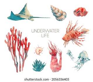 Underwater life collection  Watercolor set isolated white background: lionfish  jellyfish  shells  corals  Sea wildlife illustrations 