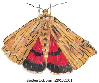 Underwing Moth Gouache Illustration Hand Painted Artwork Isolated On White Background