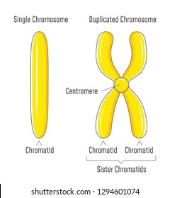 Unduplicated Duplicated Chromosomes Sister Chromatids Stock ...