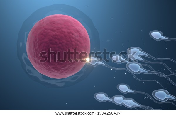 Union Sperm Egg Cell 3d Rendering Stock Illustration 1994260409 ...