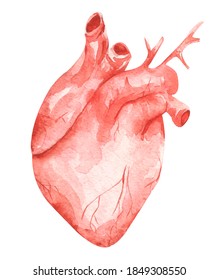 Unusual Human Anatomy  Heart. Hand Drawn Watercolor Illustration Isolated On White Background. Raster Illustration For Design.