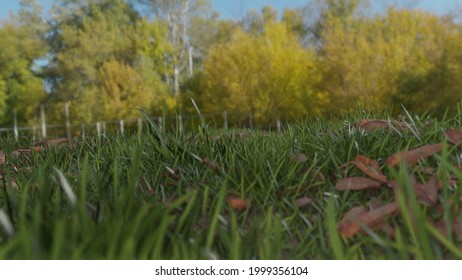 Up-close Grass In A Nice Outdoors Enviroment. 3D Render. 