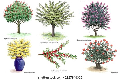 37 imágenes de Lagerstroemia sp - Imágenes, fotos y vectores de stock |  Shutterstock