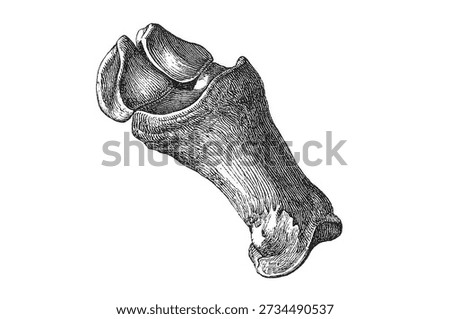The upper foot bone (proximal phalanx long pastern) of a horse shown in lateral perspective with articular surfaces, old vintage illustration, 1889.
