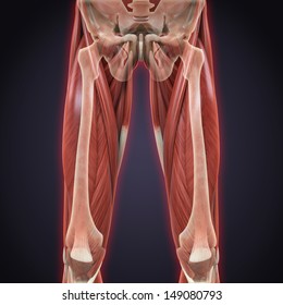 Thigh Muscle Images, Stock Photos & Vectors | Shutterstock