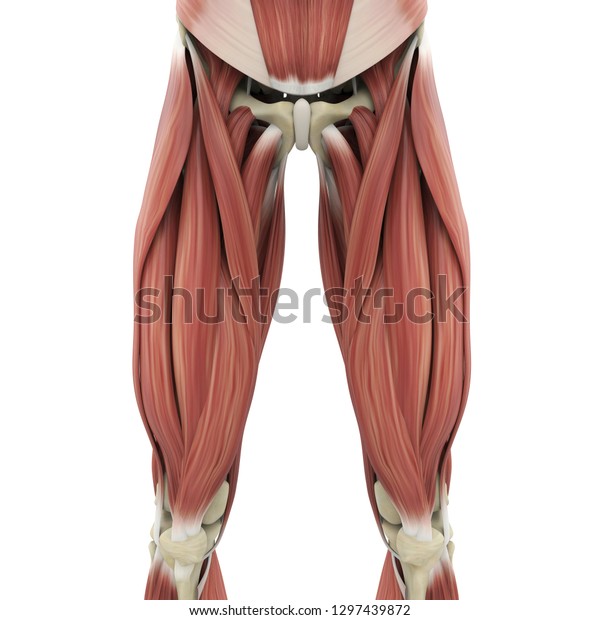 Oberschenkel Muskeln Anatomie 3d Rendering Stockillustration