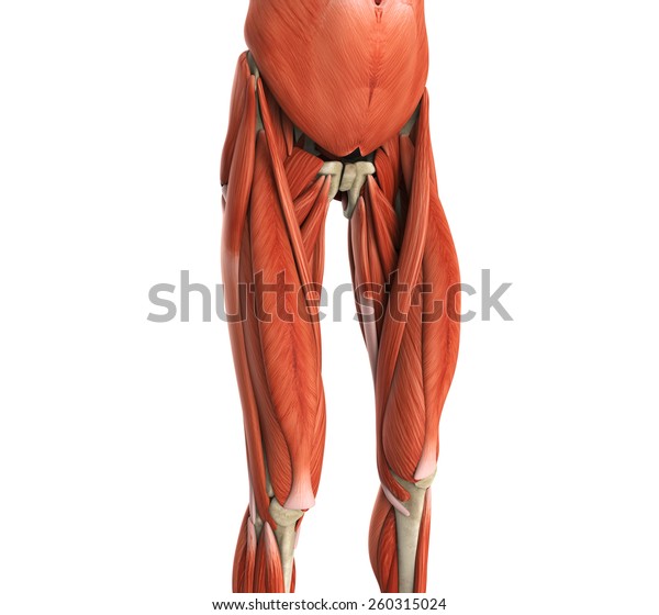 Stokovaya Illyustraciya Upper Legs Muscles Anatomy 260315024