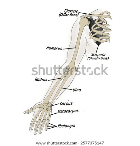 upper limb skeletal system, shoulder girdle