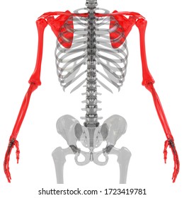 Human Bones Images, Stock Photos & Vectors | Shutterstock