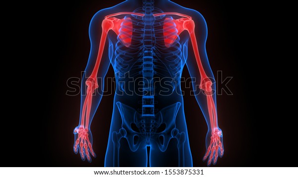 Upper Limbs Human Skeleton Anatomy Xray Stock Illustration 1553875331