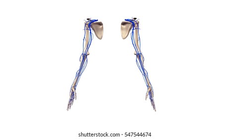 Upper Limbs Ligaments Veins Anterior View Stock Illustration 547544824