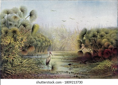 Upper Nile landscape with thicket of papyrus and reeds, From the Universe and Humanity, 1910.