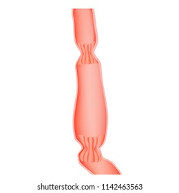 Upper Sphincter Of Esophagus. Lower Cardiac Esophageal Sphincter. Infographics. Illustration On Isolated Background