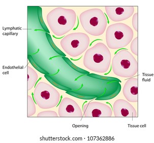 Uptake Of Tissue Fluid By Lymphatic Capillary