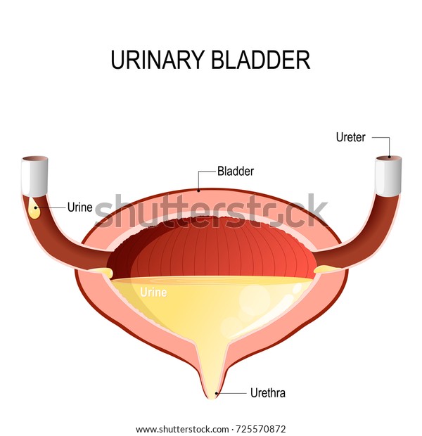 Urinary Bladder Urine Cross Section Urinary Stock Illustration 725570872