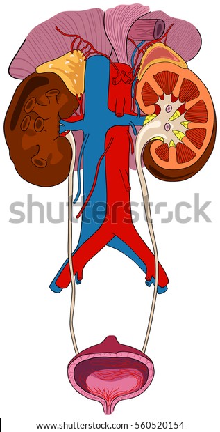 人体解剖の尿腎系で 副腎動脈と静脈の供給 解剖学的腹部図における腎膀胱の断面を含む全部を有する のイラスト素材