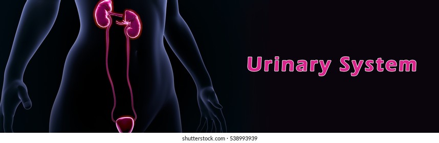 Similar Images, Stock Photos & Vectors of Urinary system 3d ...