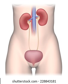 Urinary System In Female