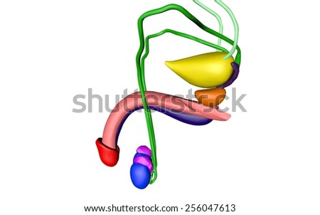 male penis picture scrotum Purpose of a cock ring