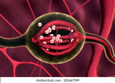 Urinary System, Neurons and neural system, Active nerve cell in human neural system, Neuron Impulses, Neuron cells, 3d rendered video of a neuron cell network flight through, Human Internal Organ, 