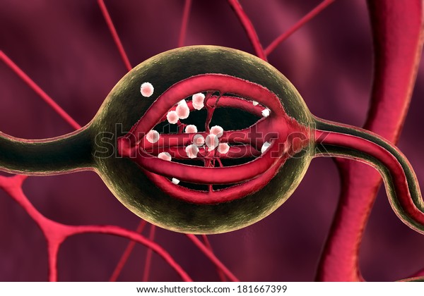 Urinary System, Neurons and neural system, Active nerve\
cell in human neural system, Neuron Impulses, Neuron cells, 3d\
rendered video of a neuron cell network flight through, Human\
Internal Organ, 