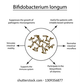 Useful Properties Bifidobacteria Bifidobacterium Longum Probiotic Stock ...