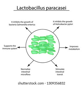 Useful Properties Of Lactobacillus. Probiotic. Lactobacillus Paracasei. Infographics. Illustration On Isolated Background.